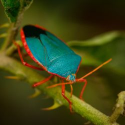 Blue Stink Bug
