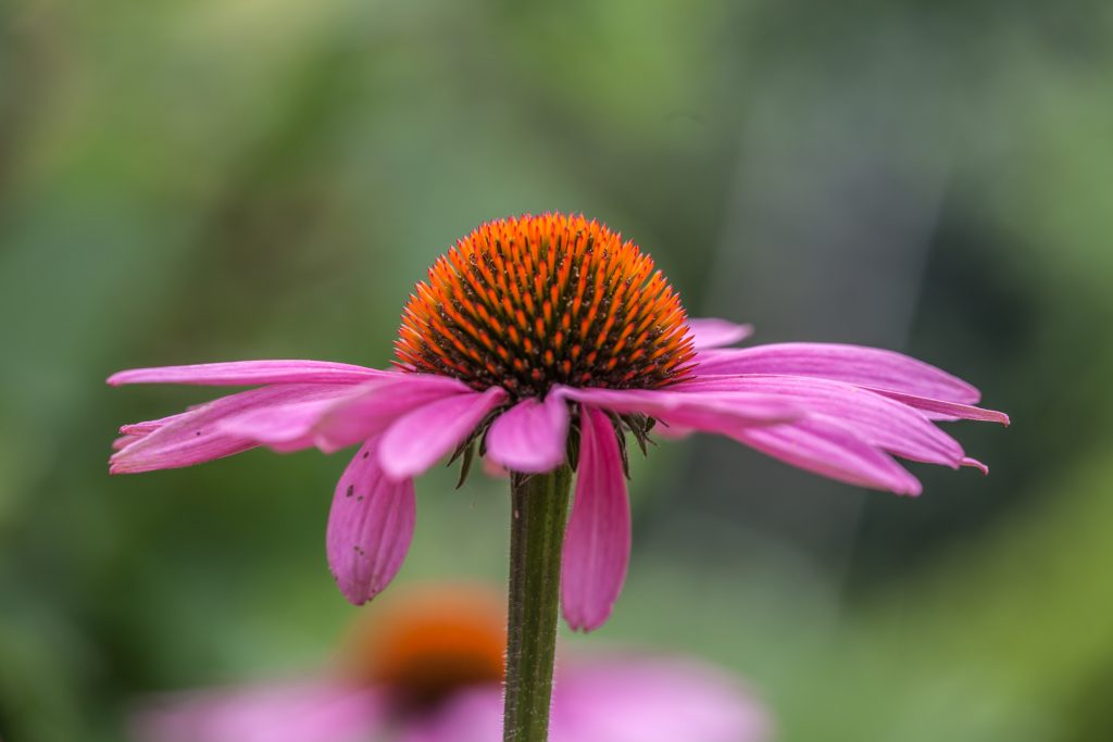 Macro Photography Tips: Get Those Up-Close Shots | Motif Blog