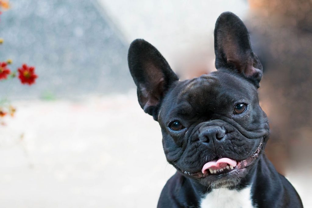 Hund