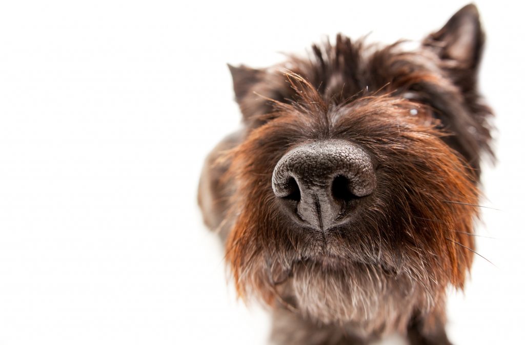 Funny Portait of a Cairn Terrier