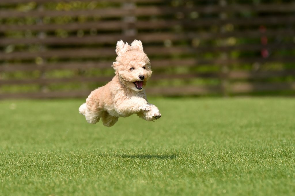 Miniature poodle playing with dog run