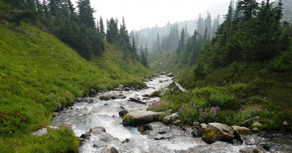 The forest stream acts as leading lines for the viewer, as they follow the stream to the background of the photograph.