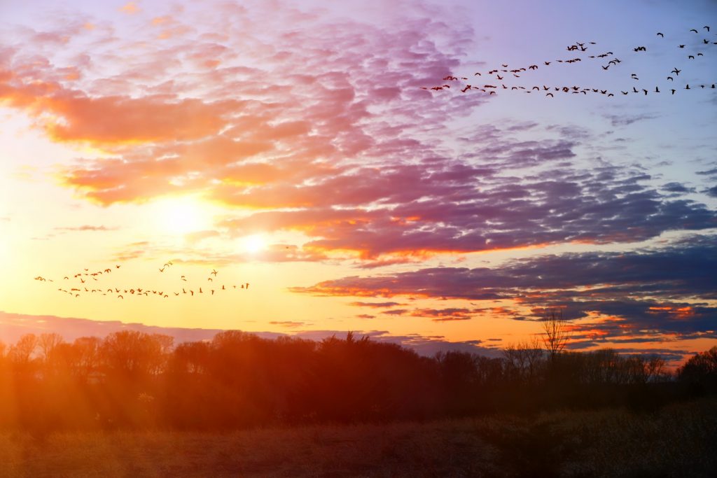 Migrating geese flying in V formation