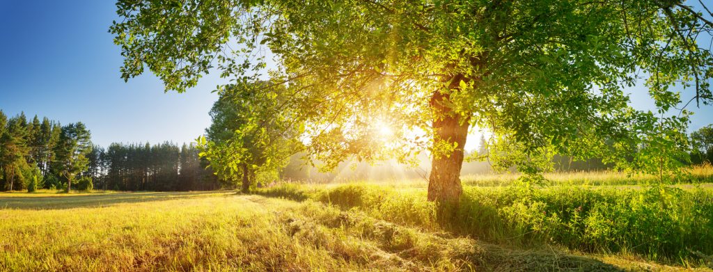 Tree foliage in beautiful morning light with sunlight in summer. Sunrise on the field with hay, trees and sun